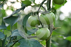 Tomato plants in greenhouse Green tomatoes plantation. Organic farming, young tomato plants growth in greenhouse.