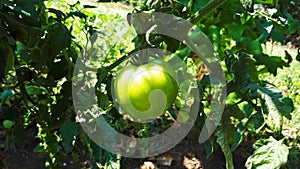 Tomato plants in greenhouse Green tomatoes plantation. Organic farming, young tomato