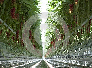 Tomato plants in greenhouse