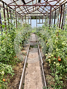 Tomato plants in greenhouse. Tomatoes growing on plants in greenhouse. Harvest tomatoes, home gardening.