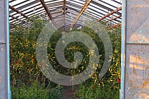 Tomato plants in a greenhouse photo