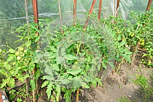 Tomato plants grow in parnica SPb Russia photo