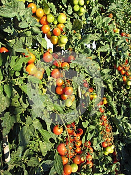 Tomato plants growing in the garden . Tomatoes ripen gradually . Tuscany, Italy