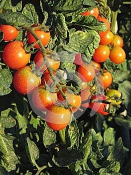 Tomato plants growing in the garden . Tomatoes ripen gradually . Tuscany, Italy