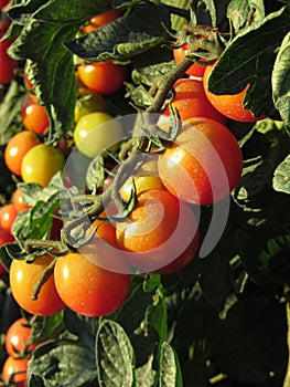 Tomato plants growing in the garden . Tomatoes ripen gradually . Tuscany, Italy