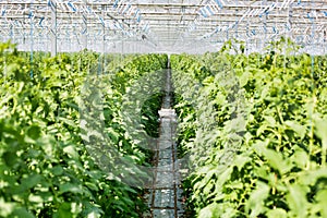 Tomato plants growing in greenhouse