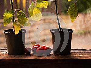 Tomato plants growing in greenhouse window