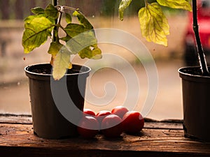 Tomato plants growing in greenhouse window