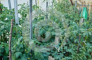 Tomato plants growing in a hothouse