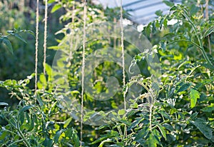 Tomato plants growing inside a greenhouse