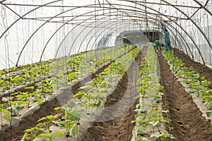 Tomato plants growing in a polythene greenhouse tunnel