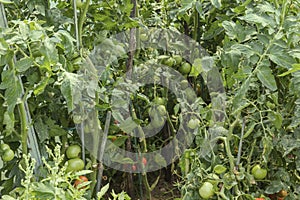 Tomato plants in hothouse