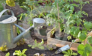 Tomato plants and lettuce in a crate in   a vegetable garden to planting