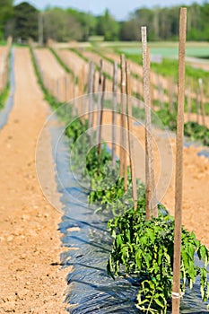 Tomato plants in a long row