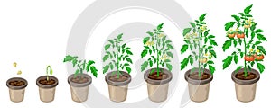 Tomato plants in pot. tomatoes growth stages from seed to flowering and ripening. illustration of healthy tomatoes life cycle