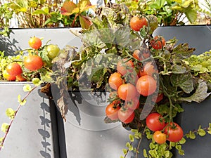 Tomato plants in the pots on the balcony window sill.