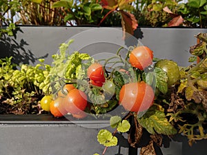 Tomato plants in the pots on the balcony window sill.