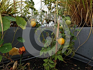 Tomato plants in the pots on the balcony window sill.