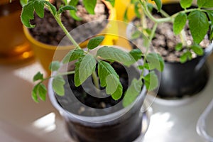 Tomato plants in the pots on the balcony window sill.