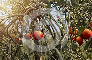 Tomato plants with ripe red fruits. Organic farm with vegetables growing on branches