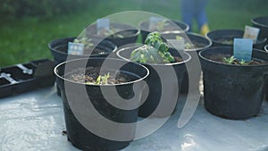 Tomato plants seedlings in black plastic pots in garden outdoors. Planting and gardening at springtime. Organic growing.
