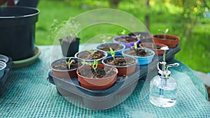 Tomato plants seedlings in black plastic pots in garden outdoors. Planting and gardening at springtime. Organic growing.