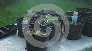 Tomato plants seedlings in black plastic pots in garden outdoors. Planting and gardening at springtime. Organic growing.