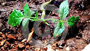 Tomato plants small good health industries nature plant good for health