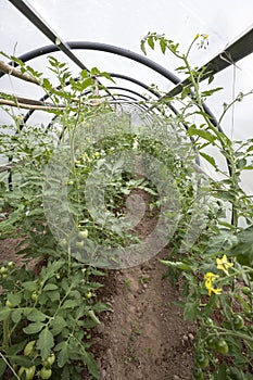 Tomato plants in a small greenhouse