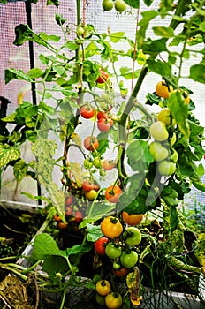 Tomato plants in a small greenhouse