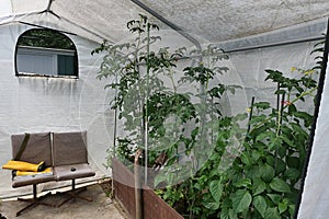 Tomato plants Solanum Lycopersicum growing in small foil greenhouse