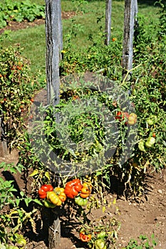 Tomato Plants