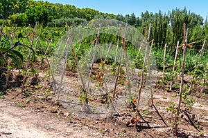 Tomato Plants Trellis