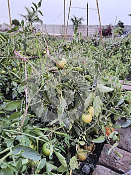 Tomato plants in Vegetable farming in a small farm