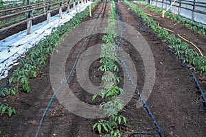 Tomato plants in vegetable greenhouses. Tomato seedling before planting into the soil, greenhouse plants, drip