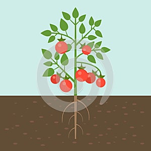 Tomato plants, vegetable with root in soil texture, flat design