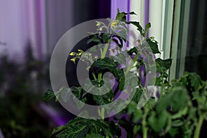 Tomato plants on windowsill near window under artificial lighting LED lamp