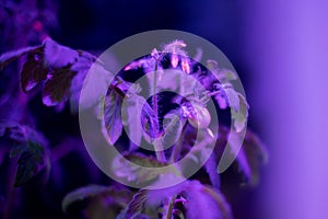 Tomato plants on windowsill near window under artificial lighting LED lamp solar spectrum