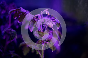 Tomato plants on windowsill near window under artificial lighting LED lamp solar spectrum