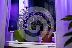 Tomato plants on windowsill near window under artificial lighting LED lamp solar spectrum