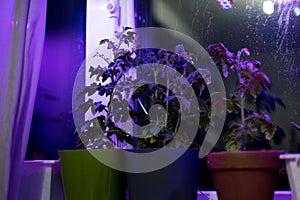 Tomato plants on windowsill near window under artificial lighting LED lamp solar spectrum