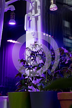 Tomato plants on windowsill near window under artificial lighting LED lamp solar spectrum