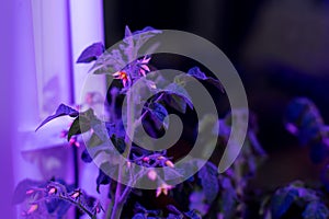 Tomato plants on windowsill near window under artificial lighting LED lamp solar spectrum