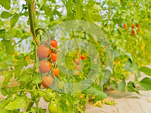 Tomato platation farm in Niseko Hokkaido Japan summer photo