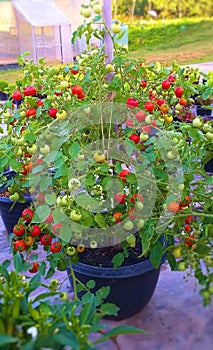 Tomato in a pot. Lots of tomatoes.