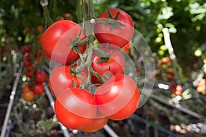 Tomato production