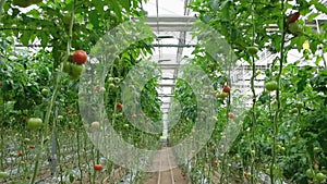 Tomato production and transportation. Beautiful red ripe tomatoes background, agriculture industry. Growing tomatoes