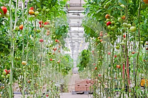 Tomato production and transportation. Beautiful red ripe tomatoes background, agriculture industry. Growing tomatoes