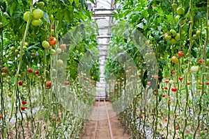 Tomato production and transportation. Beautiful red ripe tomatoes background, agriculture industry. Growing tomatoes