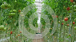 Tomato production and transportation. Beautiful red ripe tomatoes background, agriculture industry. Growing tomatoes